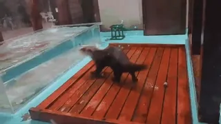 💃 518caefc Otter, Tier, Wasser, Zoo, Säugetier telegram sticker