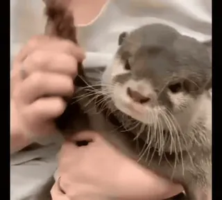 👋 58670f01 Otter, Tier, süß, Säugetier, Haustier telegram sticker