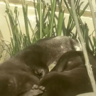 🌅 5ab4944d Otter, Tier, Säugetier, Natur, Wildtier telegram sticker