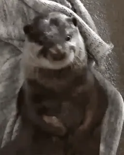 🥱 5edec59d Otter, Tier, Süß, Säugetier, Fell telegram sticker