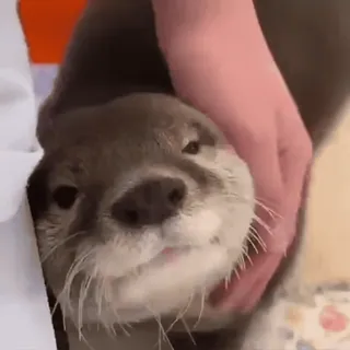 🥺 65044df4 Otter, Tier, süß, Haustier, Säugetier telegram sticker