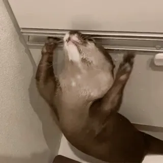 😱 6c87090e Otter, Tier, niedlich, Wasser, spielerisch telegram sticker