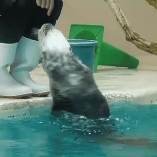 💃 72fd20bf Seeotter, Otter, Tier, Säugetier, Wasser, Zoo telegram sticker