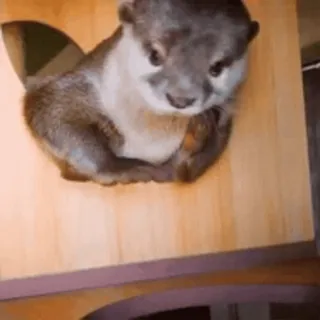 😪 7d7d0d5c Otter, niedlich, Tier, Säugetier, spielerisch telegram sticker