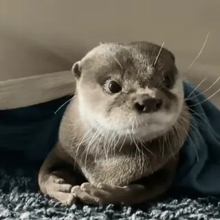 😕 90dd0e7b otter, tier, süß, säugetier, fell telegram sticker