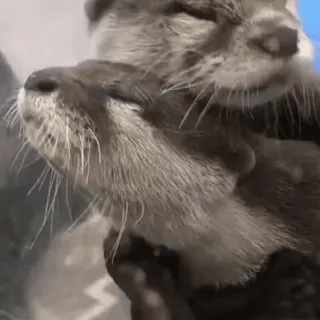 ❤️ 9939fb44 Otter, süß, Tier, Säugetier, Wildtier telegram sticker