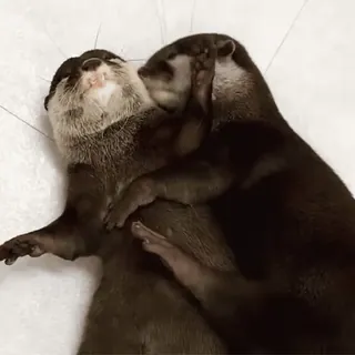 🤗 9969afdc Otter, Tiere, süß, verspielt, Säugetiere telegram sticker