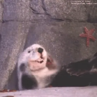 ☺️ a0887b41 Otter, Meer, Tier, niedlich, Seestern telegram sticker