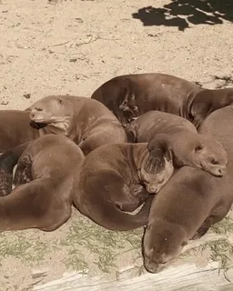 🥳 a81e4e31 Otter, Tiere, Säugetiere, Gruppe, schlafend telegram sticker
