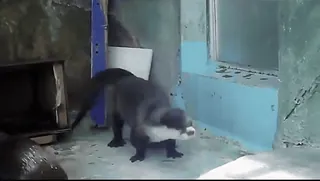 💃 d43c9d11 Tier, Otter, süß, Zoo, Säugetier telegram sticker