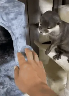 🖐 f0790fdf otter, tier, niedlich, spielerisch, hand, haustier telegram sticker