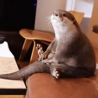 😍 fa1bba85 Tier, Otter, niedlich, sitzend, lustig, Säugetier telegram sticker