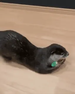 🏃 fc886499 otter, tier, süß, säugetier telegram sticker