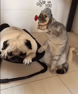 VideoCats whatsapp stickers