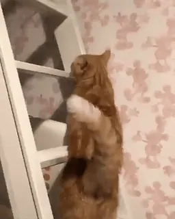 VideoCats telegram stickers