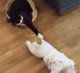 VideoCats whatsapp stickers