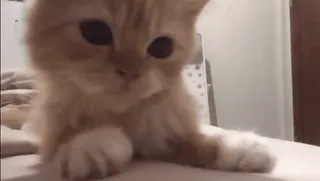 😞 2b2c4c69 кот, котенок, рыжий кот, домашнее животное, животное, милый whatsapp sticker