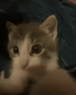 😘 b9469169 кошка, котёнок, животное, милый, питомец whatsapp sticker