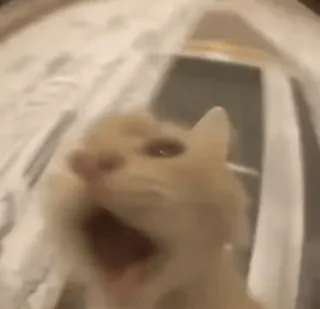 🤬 d0140c9e кот, животное, питомец, мем, кричать, смешной, домашний кот whatsapp sticker