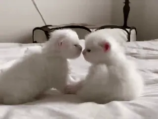 😊 f7f4272d котята, кошки, животные, милые, питомец, белый whatsapp sticker