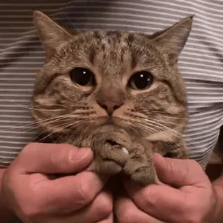 😢 12cb8e10 kucing, lucu, hewan, peliharaan, domestik, felin telegram sticker