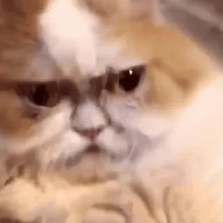 видеокоты :: @fStikBot telegram stickers