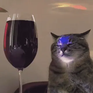 видеокоты :: @fStikBot whatsapp stickers