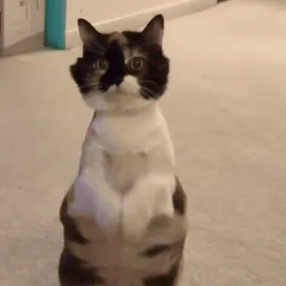 🙏 671499d8 kucing, berdiri, lucu, binatang, hewan peliharaan telegram sticker
