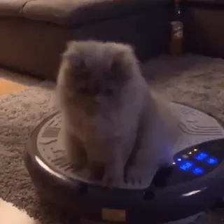 видеокоты :: @fStikBot whatsapp stickers