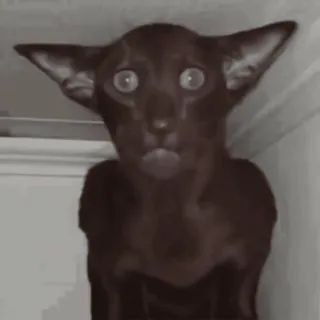 😱 7d1d1ba5 kucing, binatang, oriental, hewan peliharaan, imut telegram sticker