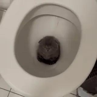 😫 8658e75f kucing, toilet, hewan, anak kucing, hewan peliharaan telegram sticker