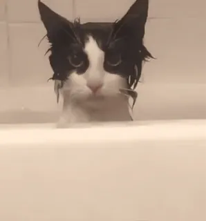 😳 8d51179b kucing, basah, mandi, hewan, kucing tuxedo, mandi telegram sticker