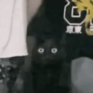 видеокоты :: @fStikBot telegram stickers