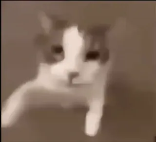 💞 c53f5ae1 kucing, binatang, hewan peliharaan, domestik telegram sticker