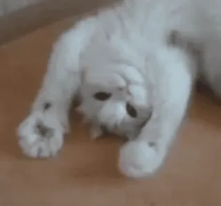 🥰 e2a7cb37 kucing, imut, hewan, putih, peliharaan, domestik telegram sticker