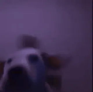 🎉 09d511e2 корова, животное, скот, сельскохозяйственное животное, домашнее животное, крупный рогатый скот telegram sticker