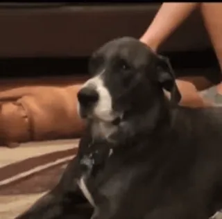 🙄 58f7c9e0 собака, животное, питомец, домашнее животное telegram sticker