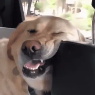 😳 837b151a собака, животное, питомец, лабрадор, кусается, юмор telegram sticker