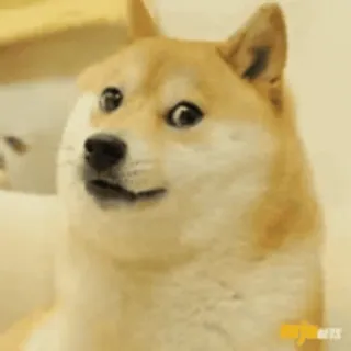 🥶 9986464e Doge, Собака, Мем, Животное, Смешной, Интернет мем telegram sticker