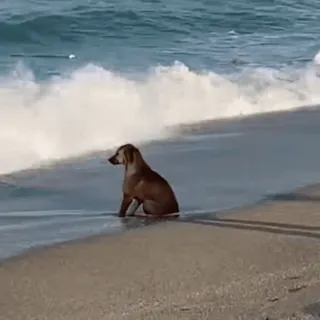 🥳 a27ccac6 собака, пляж, океан, море, животное, питомец, волны, песок telegram sticker