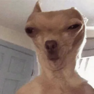 🐸 a44fa7d7 Чихуахуа, Собака, Животное, Домашнее животное, Мем, Смешно, Милый telegram sticker