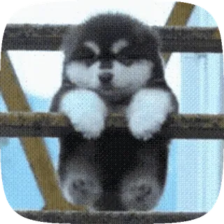 🤗 a9d381a2 щенок, собака, милый, животное, хаски, питомец, пушистый telegram sticker