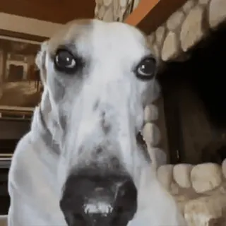 🤨 d68fc412 собака, питомец, животное, крупный план, смешной, портрет telegram sticker