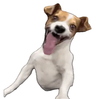 🤩 1c4d45bb cão, animal, fofo, animal de estimação, feliz, Jack Russell whatsapp sticker