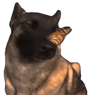 🤩 4ce1d95c cão, borboleta, animal, monarca, animal de estimação, natureza whatsapp sticker