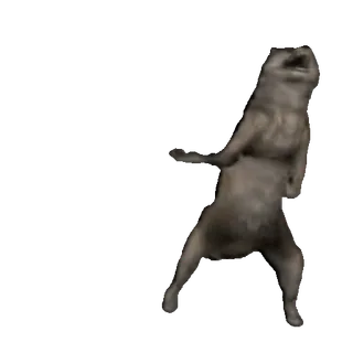 🤩 a27ab4f2 animal, marmota, dançando, engraçado, meme, vida selvagem whatsapp sticker