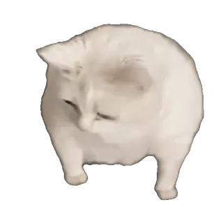 🤩 b71e4d58 gato, gato branco, animal, animal de estimação whatsapp sticker