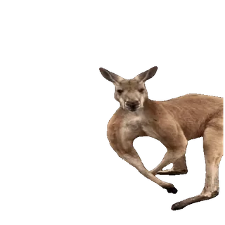 🤩 b7dfd143 canguru, animal, marsupial, vida selvagem, Austrália whatsapp sticker