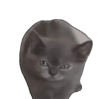 🤩 baa69f81 gato, gato cinza, gatinho, animal, animal de estimação, gato doméstico whatsapp sticker