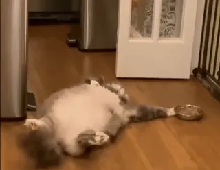 😵 0249a6fb gato, animal de estimação, animal, engraçado, fofo, preguiçoso, barriga telegram sticker